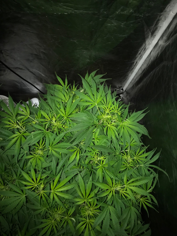 8B5A7C12-2963-4633-AEE8-26730F2DB690