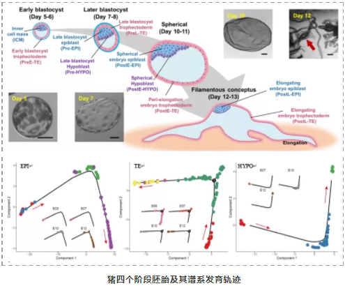 首次在单细胞水平解析猪与灵长类动物胚胎发育差异-2.png