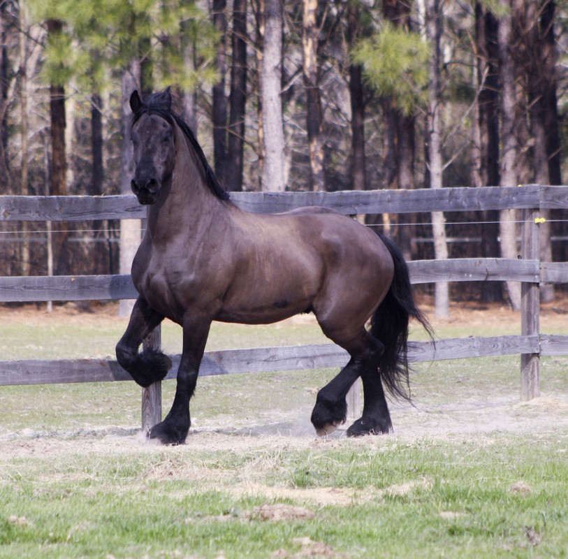 friesian-19-by-the-kurgan-d3a4ws5.jpg