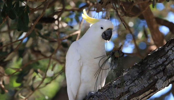 How Do You Teach a Cockatoo to Talk