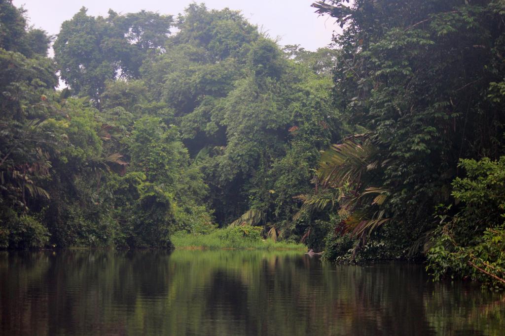 DIA 3: CANALES, COLINAS Y TORTUGAS - DE TORTUGAS Y PEREZOSOS. COSTA RICA 2019 (12)