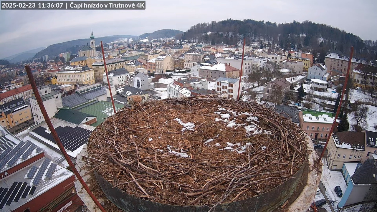 Živě z čapího hnízda na pivovarském komíně v Trutnově 10-39-32 screenshot