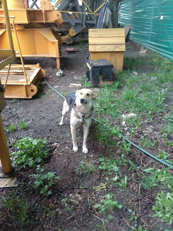 собака с сто3