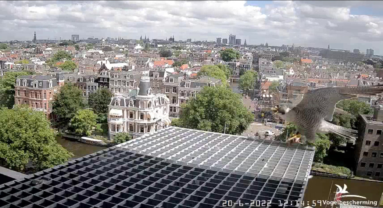 Amsterdam/Rijksmuseum screenshots © Beleef de Lente/Vogelbescherming Nederland - Pagina 30 Video-2022-06-20-121714-Moment-2