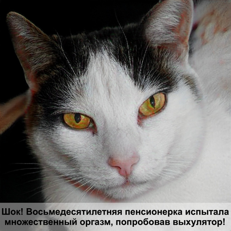 роял канин для кошек