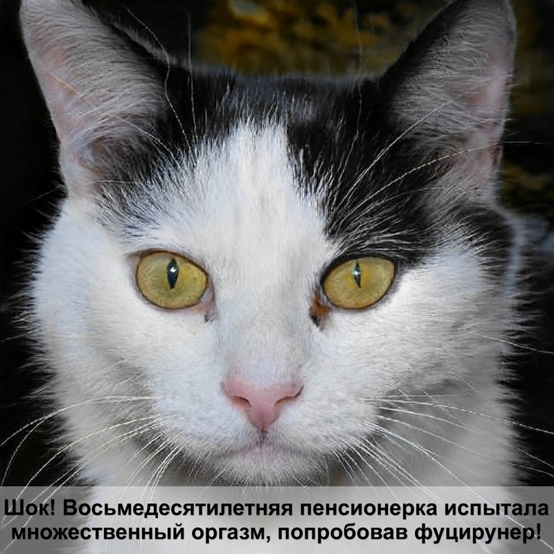 как подстрич когти коту