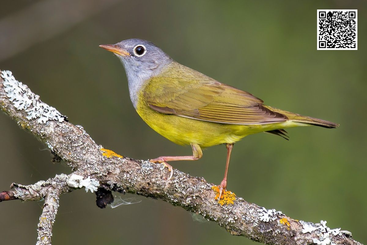 How to Attract MacGillivray’s Warbler to Your Backyard?