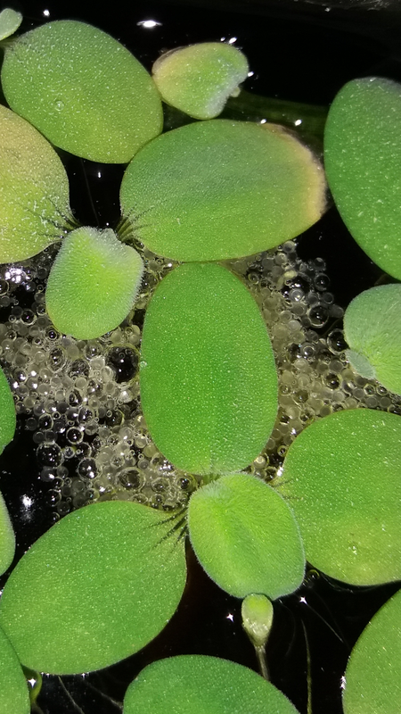 Screenshot_20170720-190134