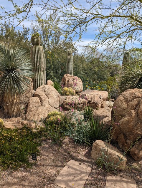 Arizona botanical gardens.
