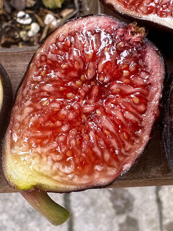 figs-809.jpg