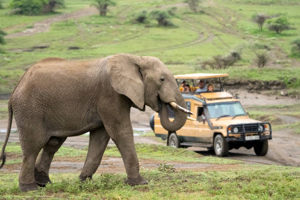 safari i Tanzania
