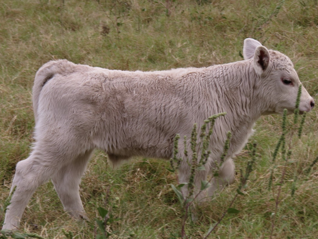 923 Bull (3 weeks)