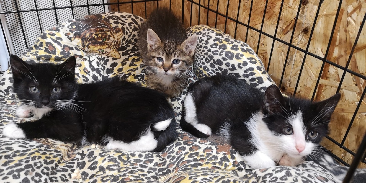 Котята_Алеси