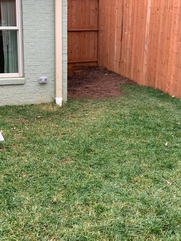 backyard lawn1
