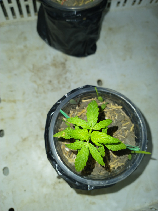 IMG_20210411_202847344