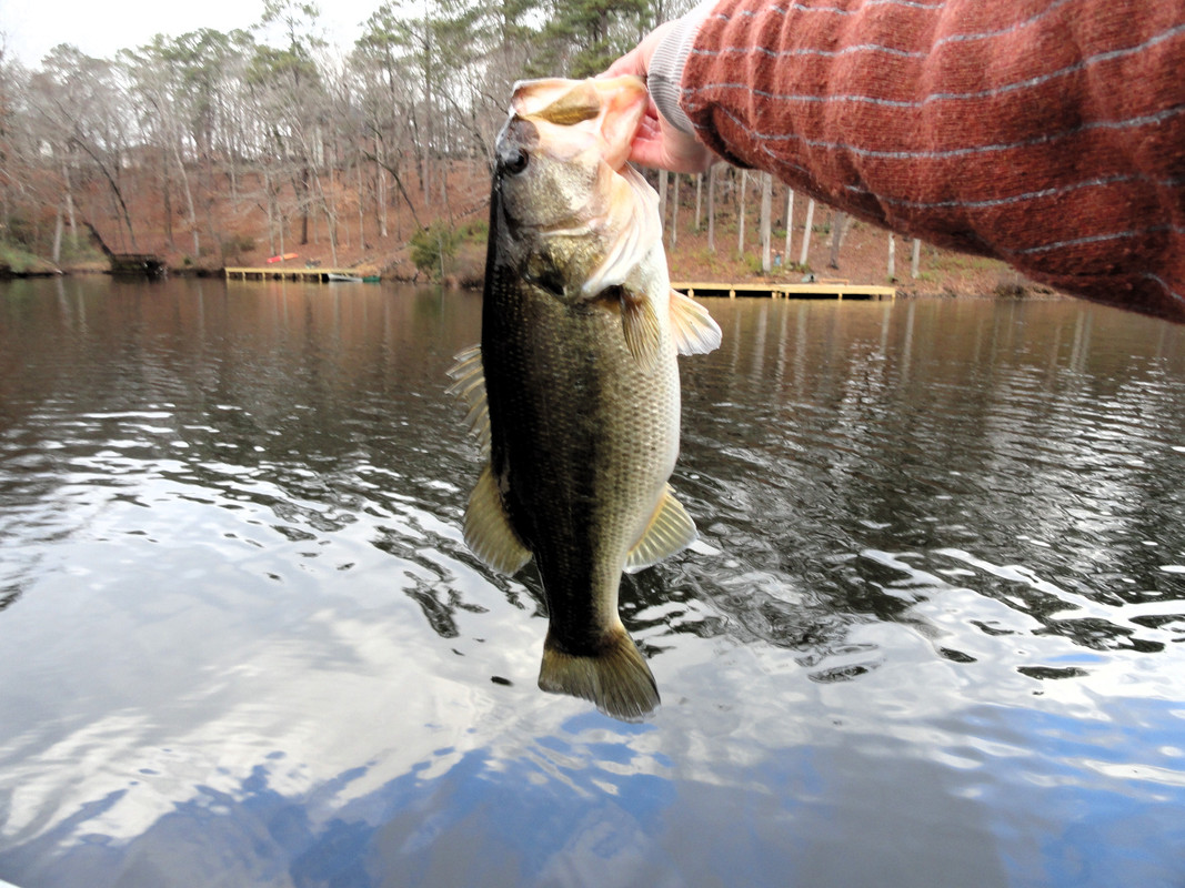 5-5-on-red-blade-bait.jpg