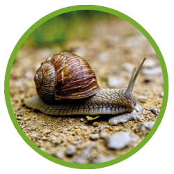 Rundes Bild mit Schnecke