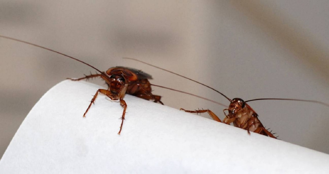 ¿Cómo eliminar las cucarachas y plagas de insectos en casa?