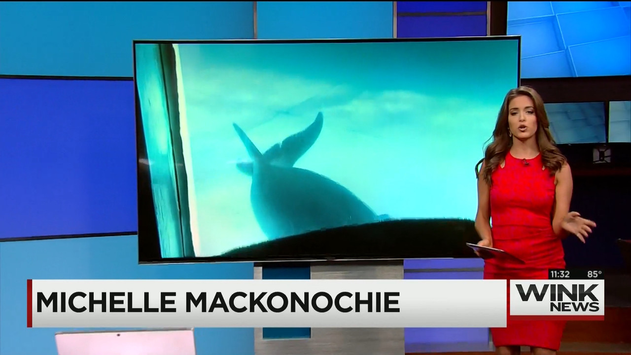 09.06 - 16.30.00 - WINK News @ 11 30AM..ts_snapshot_08.49.764