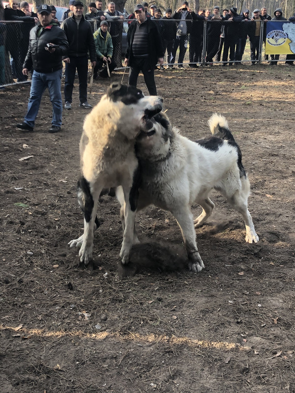 46009FB6-A32C-41A3-A576-54452C6FCD1E