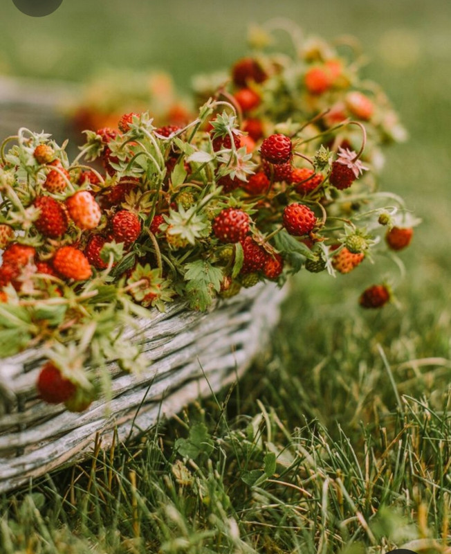 Screenshot_20240404_200545_Pinterest