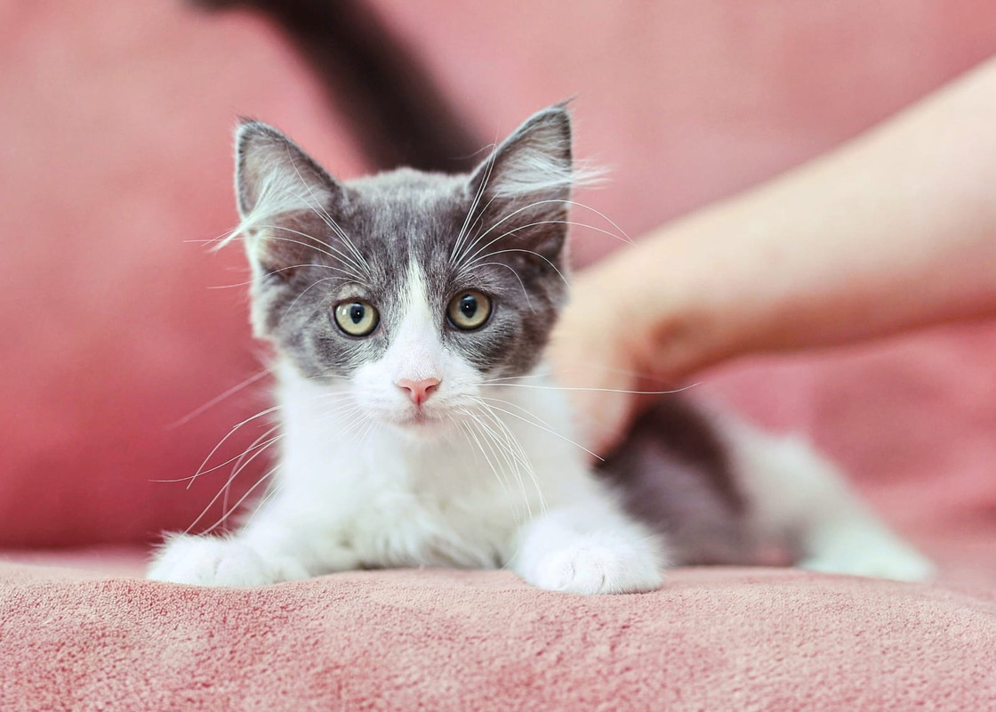 Изображение WhatsApp 2024-07-30 в 10.04.14_ec16f092