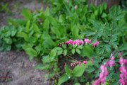 DSC00450