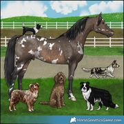 Dogs: Black ad White Basset, Australian Shepherd, Bernedoodle, Cardigan Welsh Corgi, Border Collie