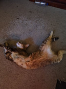 307388858_1532534127209514_2198607288917128248_n