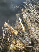 IMG-20200502-184736
