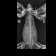 Грудная клетка Мелкий _ 10 kg-Грудная клетка VD_DV-19.04.2025-17_10_19-178