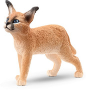 25 - Caracal cub