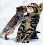 squirrel kisses kitten