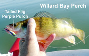 [Image: YELLOW-PERCH-ON-PERPLE-PURCH.jpg]