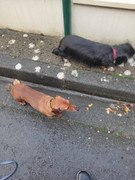 [Image: IMG-20241203-103709.jpg]