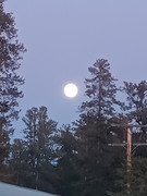 The Leaf Dance Full Moon