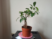 IMG-20200331-154254