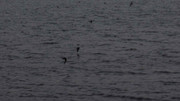 26.3.playful water birds III