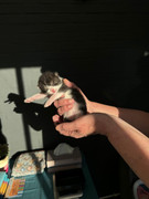 Afbeelding van WhatsApp op 2024-06-24 om 20.37.30_e510aa23