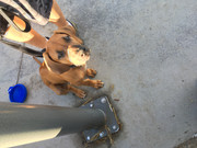 Rocco the Rhodesian Ridgeback 29