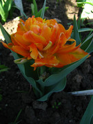 Orange-Angelique4.jpg