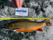 [Image: 14in-Brook-Trout-HKN-2022.jpg]