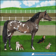 Dogs: Mini Australian Shepherd, Paparanian, Pomsky