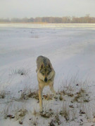 14) 21.1. Márinka u zamrzlé velelouže v Přerově u lesejka