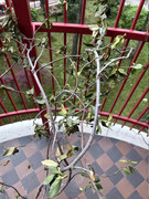 IMG-3215