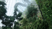 Cloud Forest 10