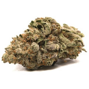 cannabis plants