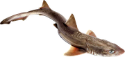 sand shark