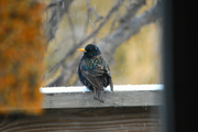 Starling-2048x1361.png