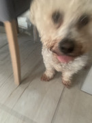 CE9B1086-32B3-491C-BDD6-D05A6954C20C